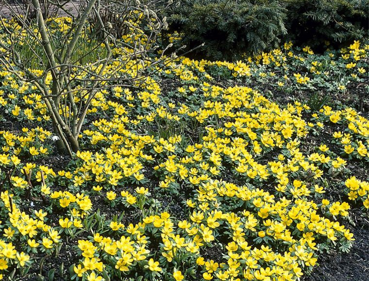 Eranthis Horticultural Tips