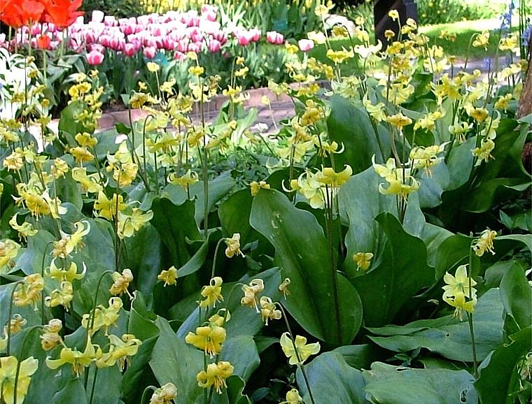 Erythronium Horticultural Tips