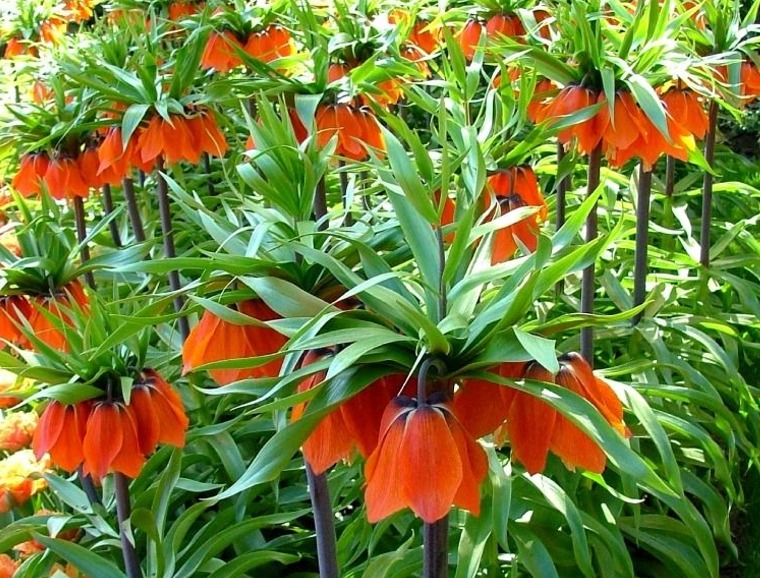 Fritillaria Horticultural Tips