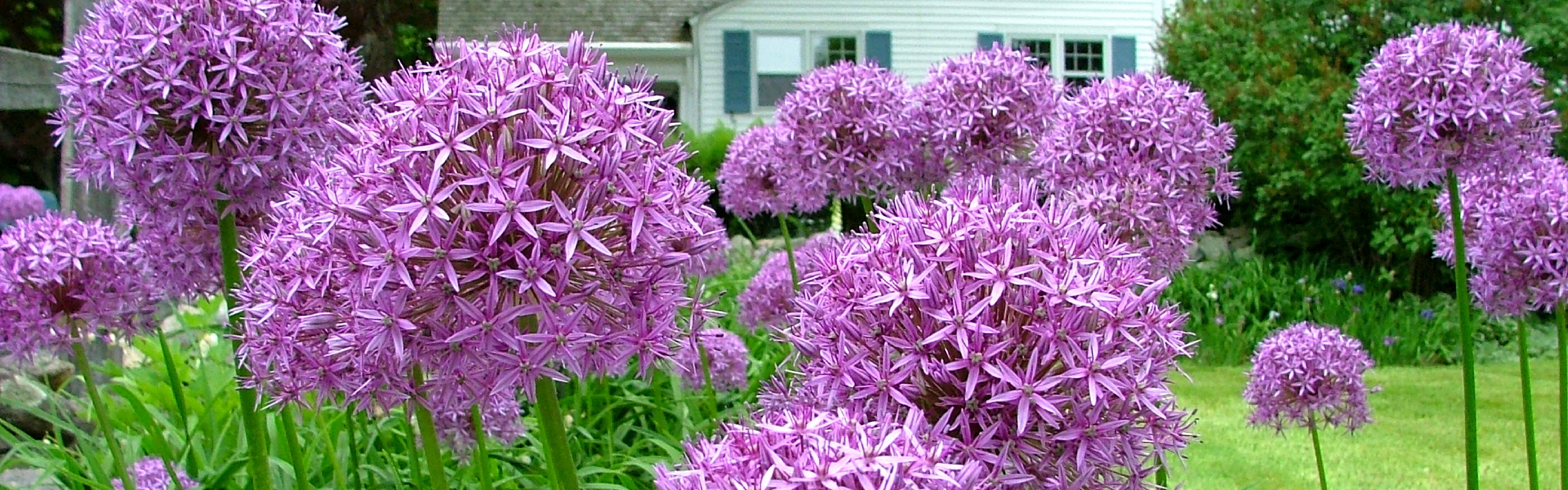 Allium Globemaster