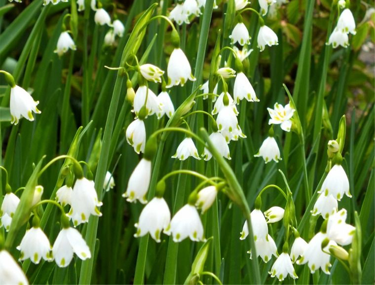 Leucojum Horticultural Tips