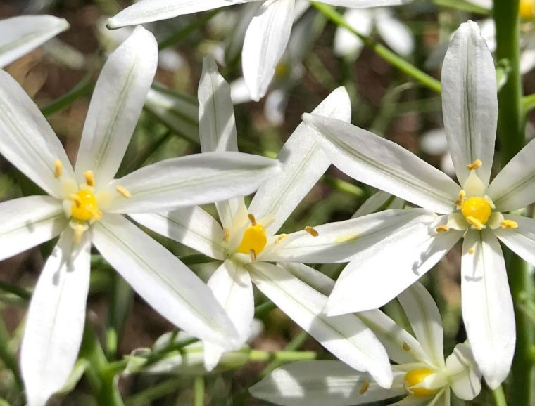 Ornithogalum Hort Tips