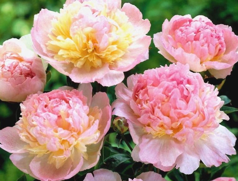 Peony Horticultural Tips