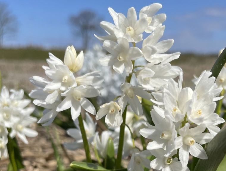 Puschkinia Horticultural Tips