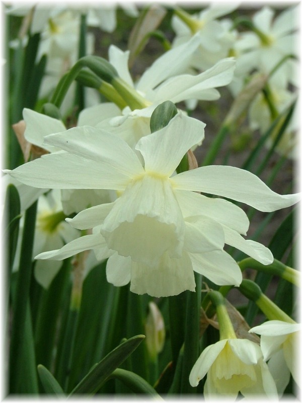 In Focus: Triandrus Narcissus Thalia