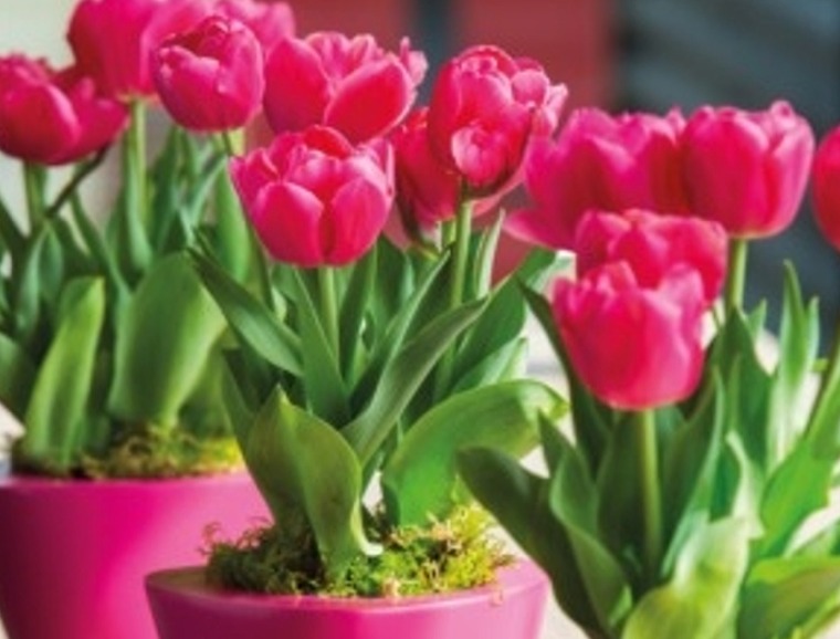 Tulip Forcing Tips