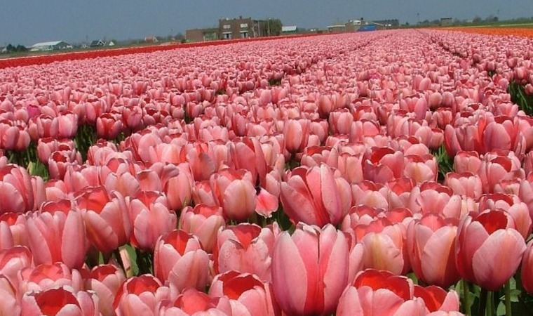 Tulip Horticultural Tips